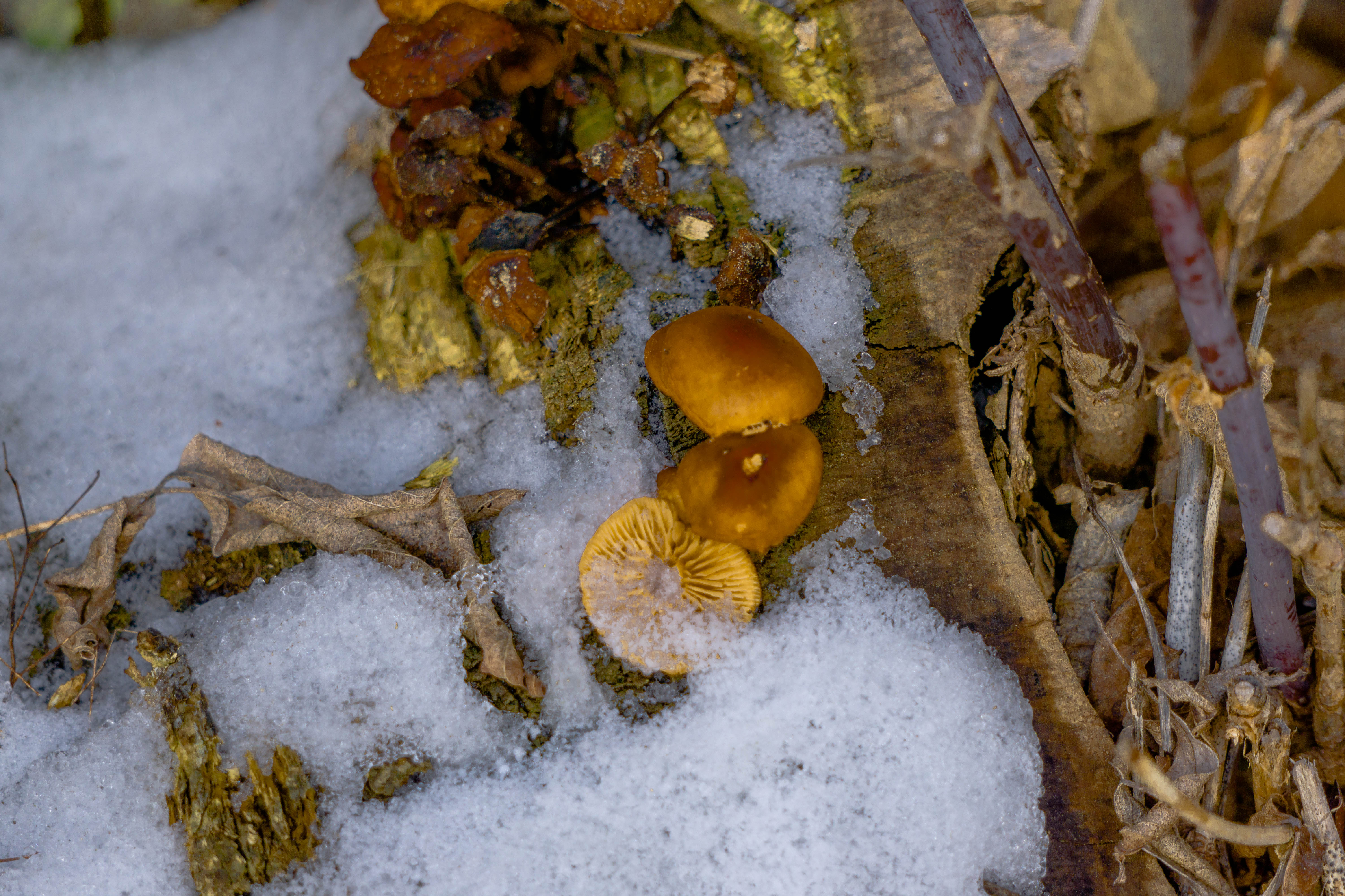 Зимние грибы